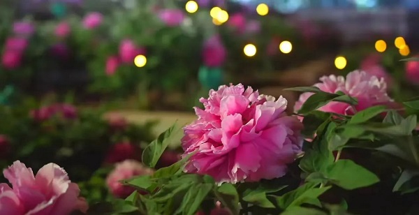 【寵粉互動】結(jié)果揭曉！快來欣賞粉絲們的“大作”！