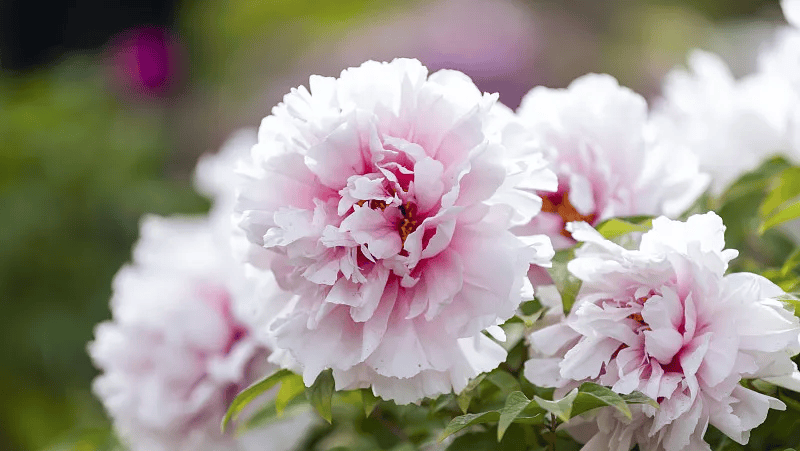 牡丹綻妍 譜寫(xiě)新篇——中集攪拌邀您游洛陽(yáng)，賞牡丹，品樣車(chē)，觀產(chǎn)線(xiàn)